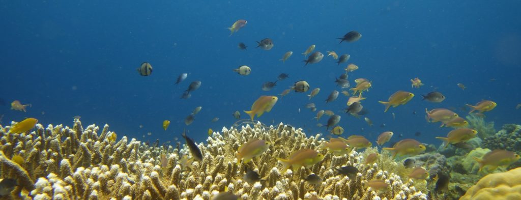 Bali découverte du monde sous marin